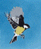 Avatar du membre